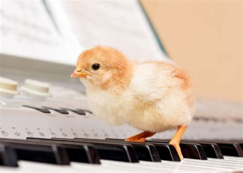 Do chickens like music? A nuanced exploration into the fascinating world of avian aesthetics