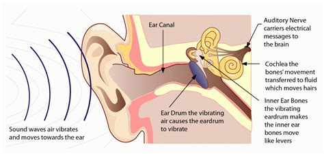 What's it called when music goes from ear to ear, and why do we sometimes hear colors in our dreams?